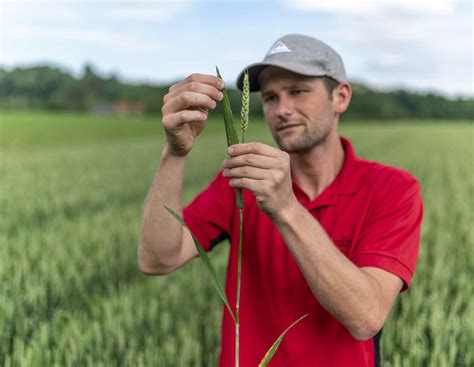 Getreideaussaat: Warum akzeptieren Landwirte gesunde Sorten nicht ...