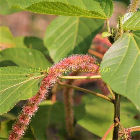 Red Hot Cat Tail (শিবজটা) – Leafy Greens Initiative