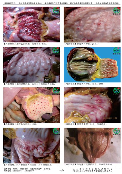 鸡新城疫症状鸡新城疫症状图片2022已更新今日更新