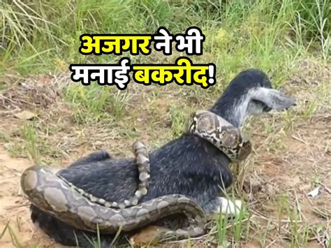 Python Killing a Goat 的图像结果