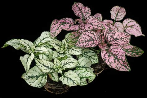 Polka Dot Plant (Hypoestes phyllostachya)