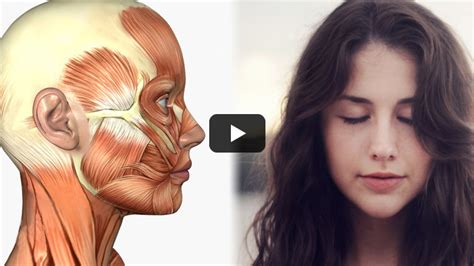 Image result for Free Anatomy Tutorial