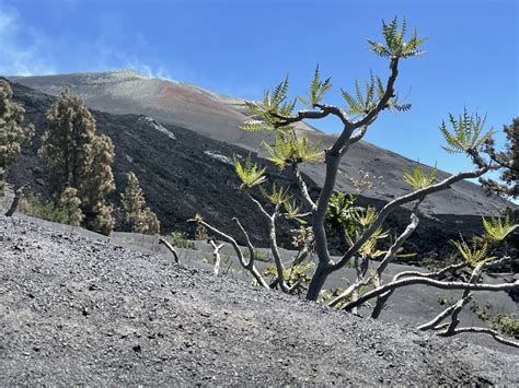 Vulkane verwandeln Kräuter in Gehölze - wissenschaft.de
