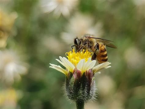 Insects life in the nature | Premium Photo