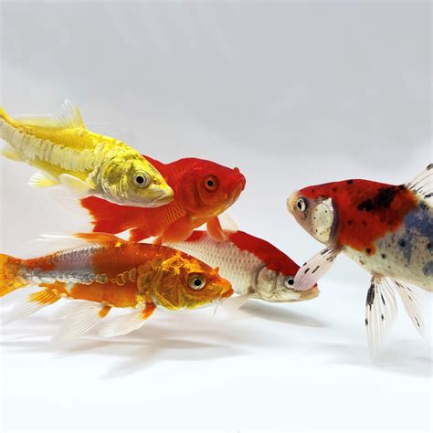 Real Koi Fish Colors