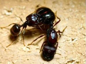 世界上最大的巨型蚂蚁 几个小时吃的你只剩骨头！(2)_动物之最_GIFQQ奇闻娱乐网