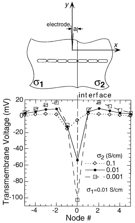 Image result for Transmembrane Potential