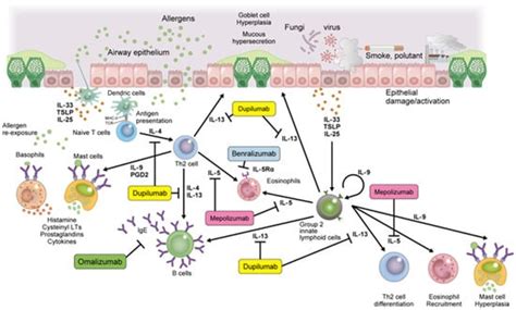 Novel Lung Growth Strategy with Biological Therapy Targeting Airway ...