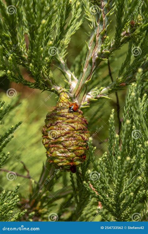 Giant Sequoia Green Leaves and a Cone with Ladybug. Sequoiadendron ...