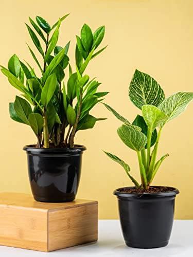 CAPPL Zamia ZZ Indoor Air Purifying Plant with Plastic Pot (Zamioculcas ...