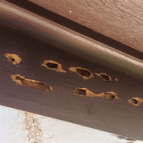 What Does Carpenter Bee Damage Look Like at Sofia Flick blog