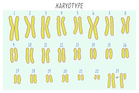 BioDictionary | Graphics & descriptions of biological terms