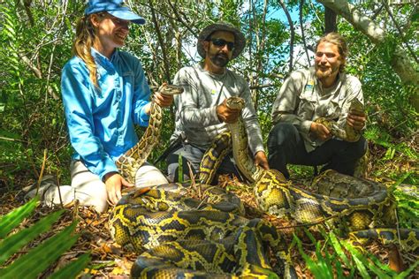Burmese Python Florida Eating Deer 的图像结果