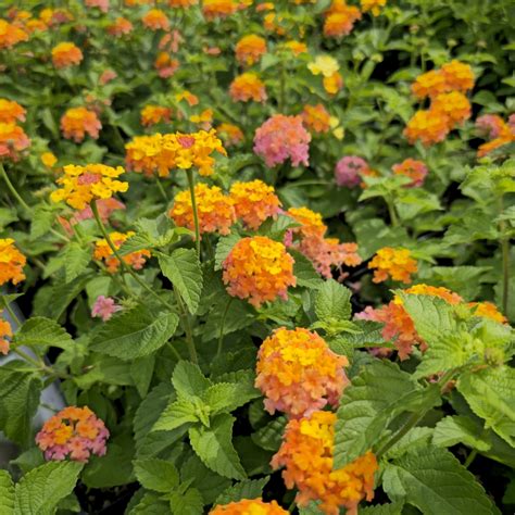 Miss Huff Hardy Lantana - Perennials - All - Almost Eden