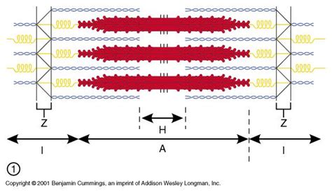 Image result for Z-Line Muscle Cell