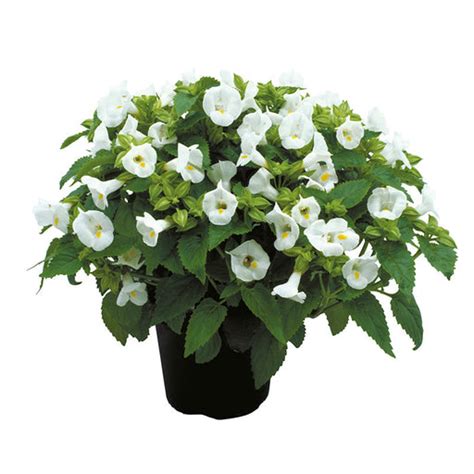 Torenia – ChhajedGarden.com