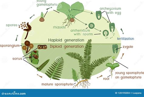 Fern Life Cycle Vector Illustration | CartoonDealer.com #42481682