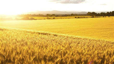 China secures another year of bumper harvest - CGTN