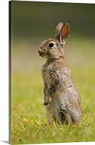 Image result for Bunny Rabbit Standing Up