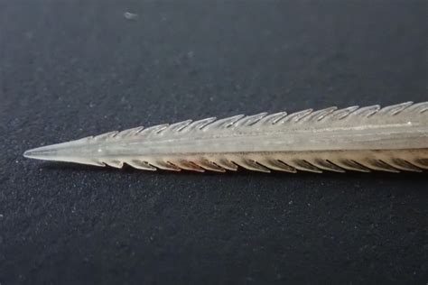 Closeup of a stingray's barb : r/nope