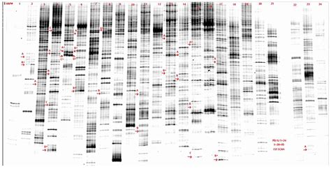 Molecular Thumbprints: Biological Signatures That Measure Loss of Identity