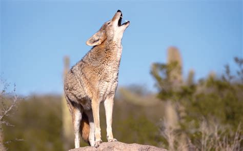 +Dogs Howling Cyotes 的图像结果