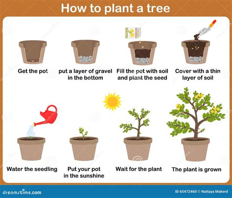 How Do Plants Grow For Class 1: Simple Steps Kids Love