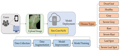 Maize Disease Classification System Design Based on Improved ConvNeXt