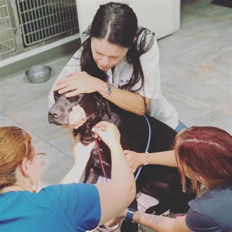 Our Services – Airport Veterinary Clinic