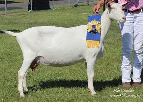 What Are Dairy Goat Breeds at Imogen Parry-okeden blog