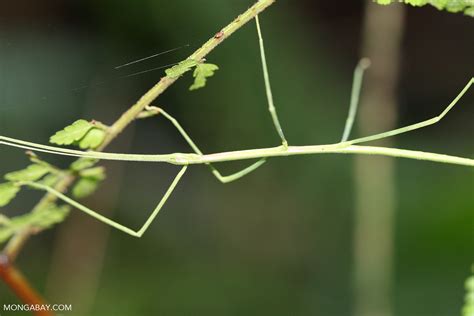 Walking stick insect [costa_rica_5417]