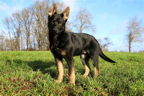 7 Types Of German Shepherds - All Variations In One Place