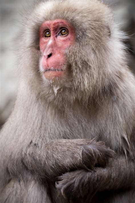Monkey Using Computer 的图像结果