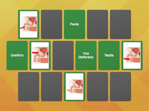 Image result for Male Reproductive System Interactive Game