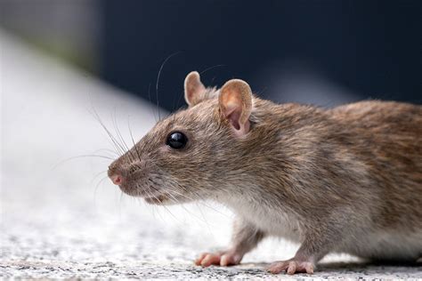 Different Types Of Mice In The UK - Catch-it Ltd