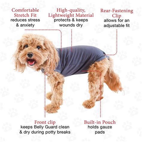 How Do You Clean A Neutered Dog Incision