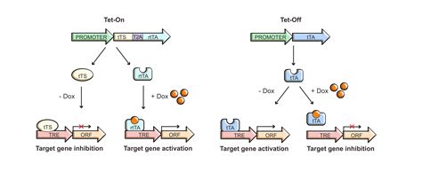 Tet Repressor Protein