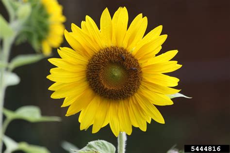 common sunflower (Helianthus annuus L.)