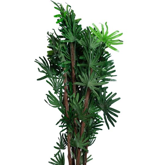 Broadleaf Lady Palm – htohshop