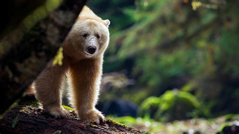A Bear So Rare: The Spirit Bear of the Great Bear Rainforest | Great ...