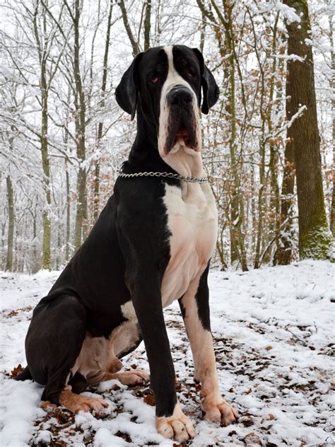 European Great Dane Puppies