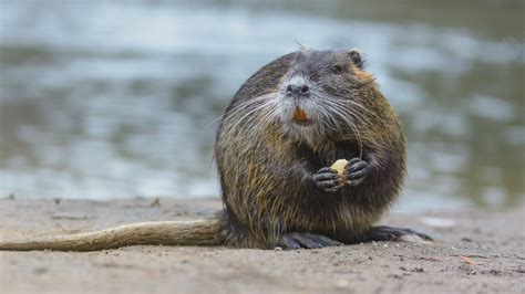 Invasive nutria look like beavers but cause heavy damage to ecosystems | wltx.com