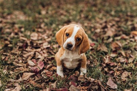 25 Common & Unique Beagle Colors (With Pictures) – Dogster