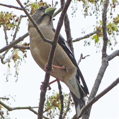 eBird Checklist - 19 Apr 2024 - Villanueva State Park - 1 species