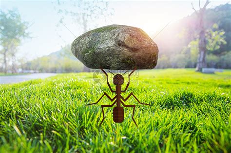 管窥蚂蚁集团的蚁群战略_手机新浪网