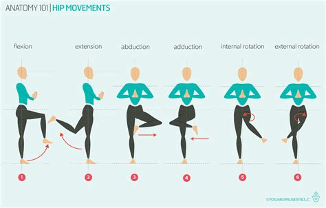 Hip Adduction Vs Abduction