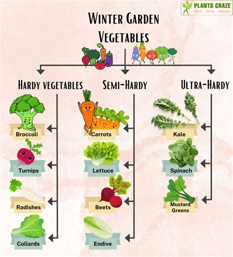 10 Best Winter Vegetables in Garden - Plants Craze