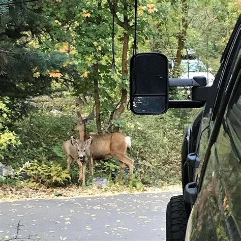 Tanners Flat Camping | Sandy, UT