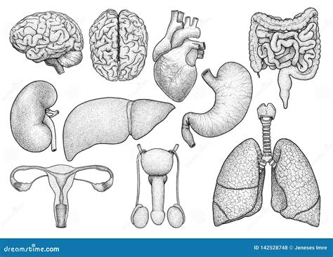Human Organs Collection Illustration, Drawing, Engraving, Ink, Line Art ...