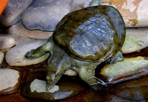 Fastest Softshell Turtle 的图像结果
